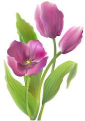 Bouquet of violet tulips on a white background. Vector illustration.