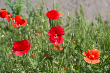 Fototapeta premium Field of red poppy flowers. Flowers Red poppies blossom on wild field.