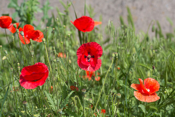 Field of red poppy flowers. Flowers Red poppies blossom on wild field.