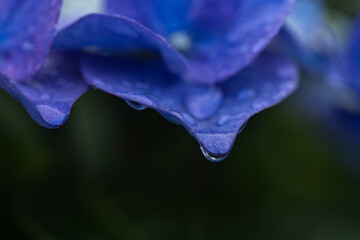 雨の日の紫陽花に付いた水滴のクローズアップ
