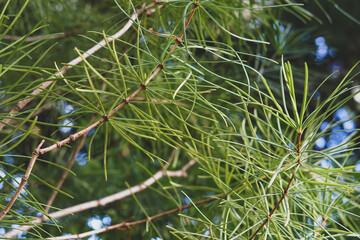 Close up of a Cedar tree's needles.