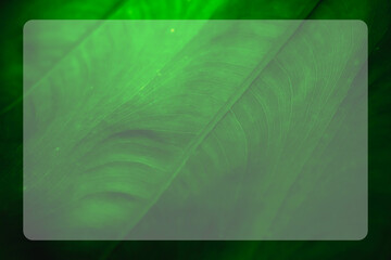 Tropical green leaf with lines along the leaf in a frame