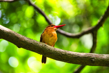 十二湖　アカショウビン