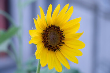 sunflower on a blue background