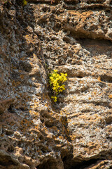 A plant that grows in a rock