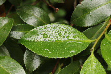 Waterdrops on the green leaves
