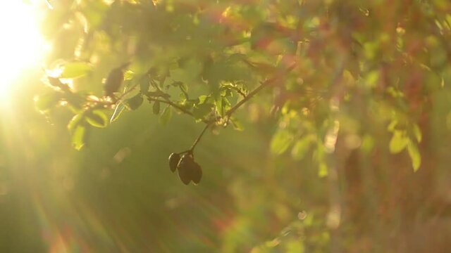 A sprig of dry dog-rose with a blurred background on a summer sunny evening sways in the wind