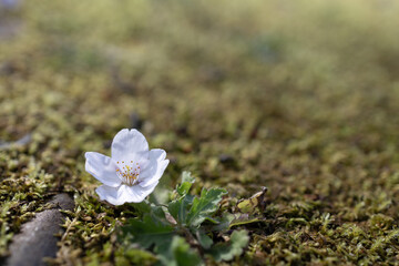 Fototapeta na wymiar 地面に落ちた桜
