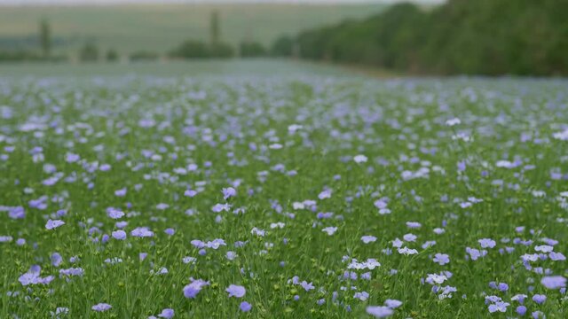 flax field in bloom, countryside peaceful blue flowers background, field of blue delicate flowers, agriculture, flax cultivation, slow motion walking in field go linen