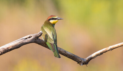 Obraz premium European bee-eater, merops apiaster. On an early sunny morning, a young bird, a chick, sits on a thin dry branch near the nest.