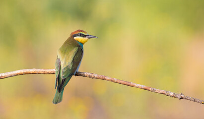 European bee-eater, merops apiaster. On an early sunny morning, a young bird, a chick, sits on a thin dry branch near the nest.