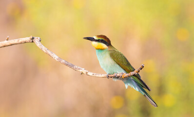 European bee-eater, merops apiaster. On an early sunny morning, a young bird, a chick, sits on a thin dry branch near the nest.