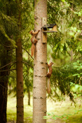 squirrel eats seeds from a bird feeder on a tree