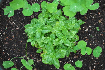 Basilikum Kräutet Kräutergarten Gewürz Garten