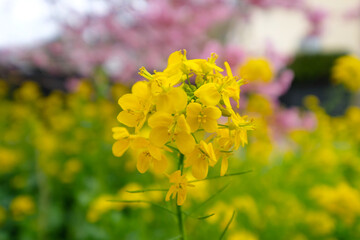 伊豆の河津桜と菜の花