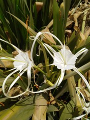 aloe vera plant