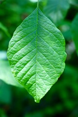 A close view of the veins in the green leaf on the branch.
