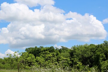 Obraz premium The white cloudscape over top of the trees on a sunny day.