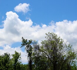 The fluffy white clouds above the tree line on a sunny day.