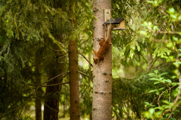 squirrel eats seeds from a bird feeder on a tree