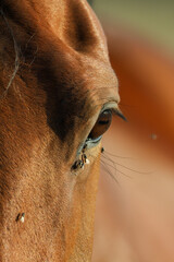 horse close up