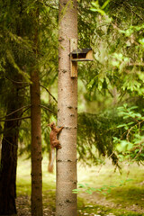 squirrel eats seeds from a bird feeder on a tree