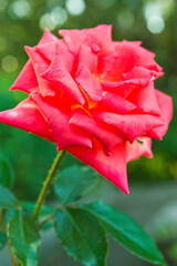 The name of this rose is "Marina".