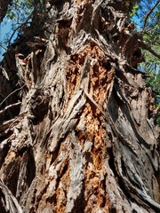 tree bark texture