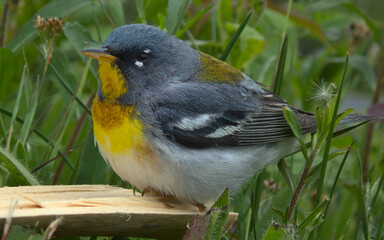 Bird close-up profile