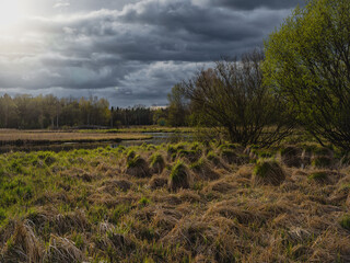 Evening rural landscape with flood waters, marsh meadow grass, swamp hummock with convex grass
