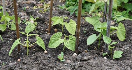 Dwarf french beans, growing up canes in a garden.