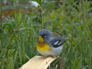 little flappy bird on a stick
