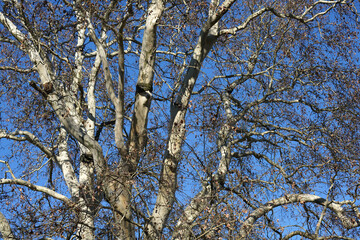 tree branches against blue sky