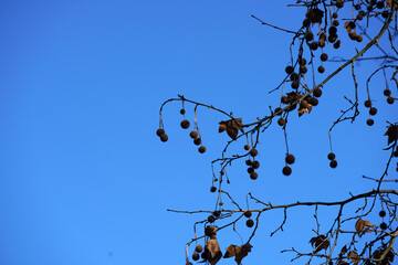 tree branches against blue sky