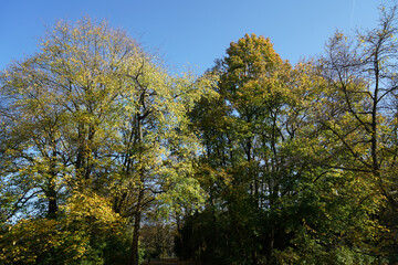 Fototapeta premium autumn trees in the park