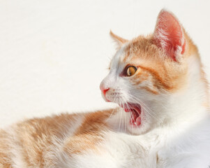 A funny portrait of a red cat on isolated white background
