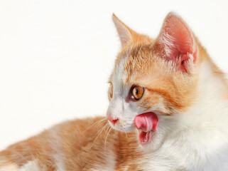 Fototapeta na wymiar A portrait of a hungry red cat on isolated white background
