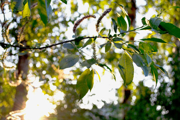 yellow leaves on a tree