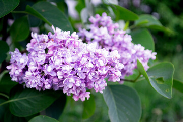Fototapeta na wymiar purple lilac flowers