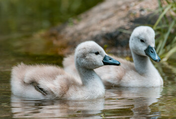 baby swan