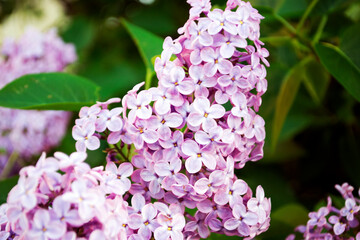 lilac flowers in the garden