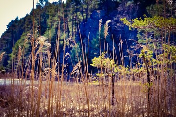 landscape with flowers © Marcin