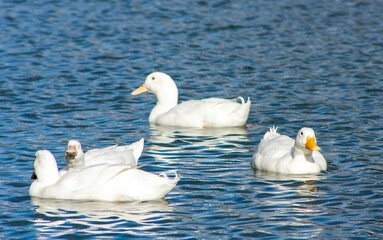 Australian White Duck