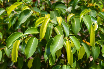 corn plants in the garden