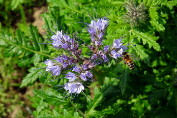 roslina o kwiatach jasnofioletowych o nazwie facelia blekitna rosnaca przy polnej drodze w miejscowosci fasty na podlasiu w polsce