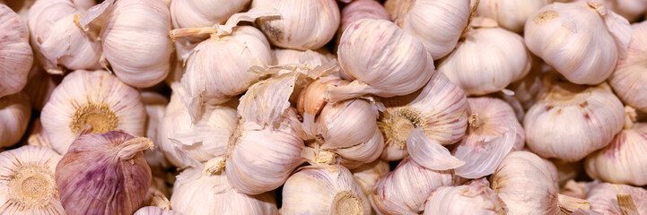 a pile of vegetables white garlic as background. banner