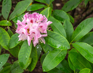 Rhododendron "Lady Annette de Trafford" variety -  Garden of South Tyrol. Flowering plant