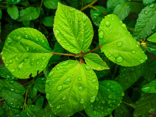 Close-up view of plant