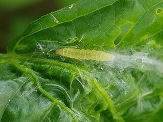 Melon worm Moth and their larvae injure on peanut in Viet Nam.