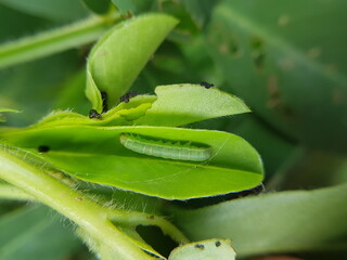 Beet armyworm (Spodoptera exigua) injure on peanut.
